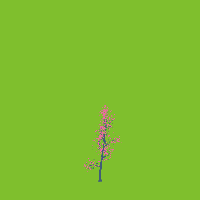 greenshift tree
