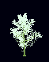 greenshift tree