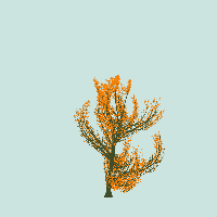 greenshift tree