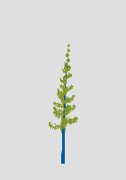 greenshift tree