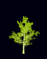 greenshift tree