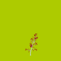 greenshift tree