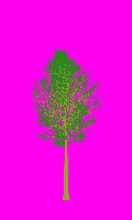 greenshift tree