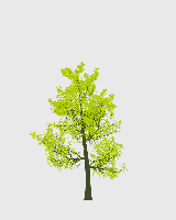 greenshift tree