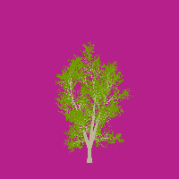 greenshift tree