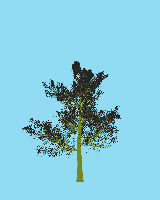 greenshift tree