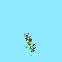 greenshift tree
