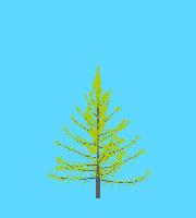 greenshift tree