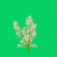 greenshift tree