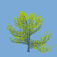 greenshift tree