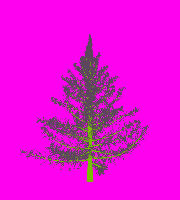 greenshift tree