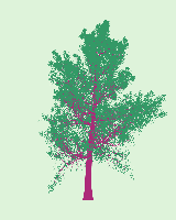 greenshift tree