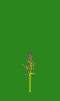 greenshift tree
