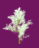 greenshift tree